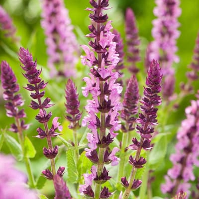 6x Salvia microphylla 'Salvinio Pink' Pot 9x9cm - Prachtige roze bloeiende plant