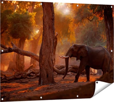 Gards Tuinposter Olifant in het Bos - 120x90 cm - Tuindoek - Tuindecoratie - Wanddecoratie buiten - Tuinschilderij
