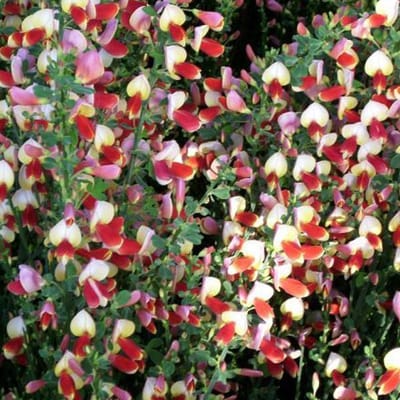 Cytisus 'Palette' - Brem 40-60 in pot