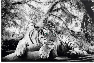 Poster Tiger is watching you - 61 x 91,5 - Papier - REINDERS
