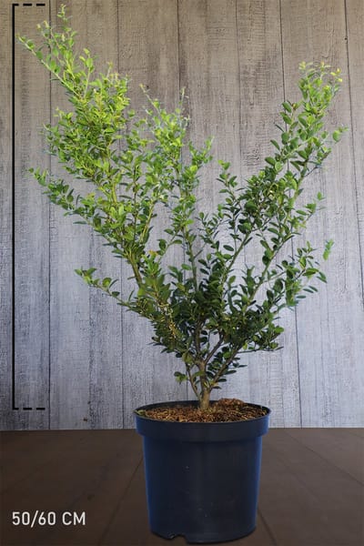 Set van 10 | Japanse hulst 'Green Hedge' Pot 50-60 cm Extra kwaliteit - Bloeiende plant - Compacte groei - Geschikt als hoge en lage haag - Kleinbladig - Wintergroen