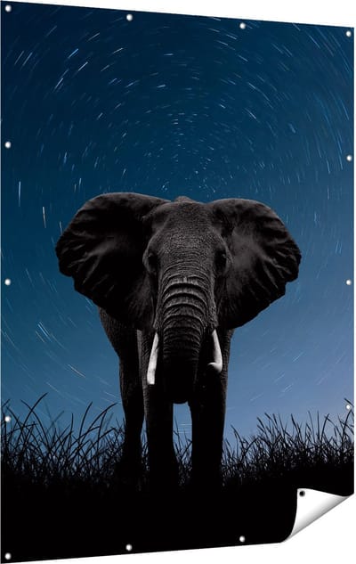 Gards Tuinposter Olifant Omringd met Sterren - 120x160 cm - Tuindoek - Tuindecoratie - Wanddecoratie buiten - Tuinschilderij