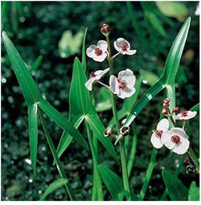 Moerings Sagittaria Sagittifolia | Pijlkruid | In 9CM pot