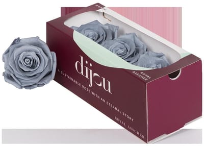 3x Dc pres.rozen graphite
