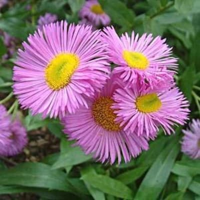 6 x Erigeron 'Rosa Jewel' - Fijnstraal Pot 9x9 cm - Roze Zomerbloeier