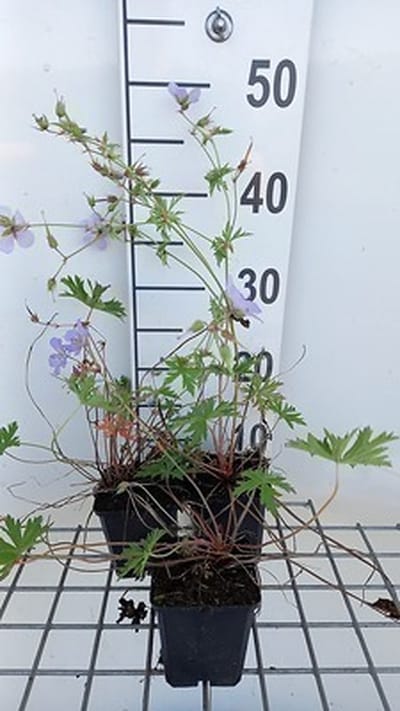 6x Ooievaarsbek - Geranium hybr. 'Blue Cloud' | 9x9 cm pot
