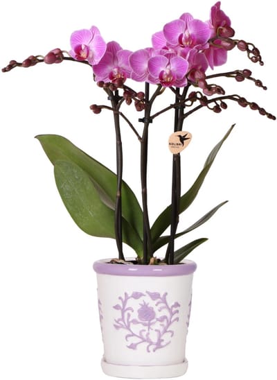 Kolibri Orchids | Paarse orchidee Vienna + Malaga sierpot Lila - potmaat Ø9cm | bloeiende kamerplant - vers van de kweker