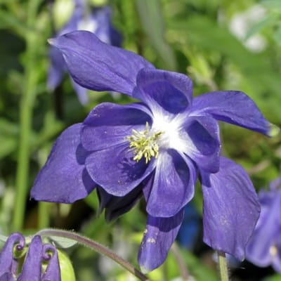 Alpenakelei (Aquilegia Alpina) - Akelei - (potplant) - Vaste planten - Bijen-Vlinders - Snijbloemen - Zomerbollen - Voorjaarsbollen