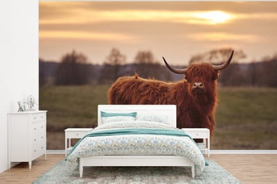 Behang - Fotobehang Schotse hooglander - Dieren - Landschap - Zonsondergang - Koe - Breedte 350 cm x hoogte 260 cm