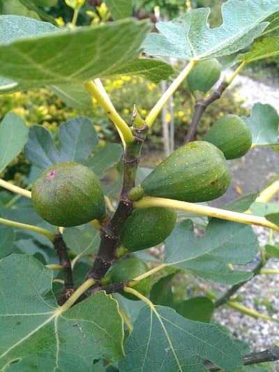 Vijgenboom Plant - Fruitboom - Buiten Tuinieren - Koudebestendig Fruit - 30-40cm Hoogte - Bruine Vijgen