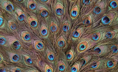 Peacock Feathers Photo Wallcovering