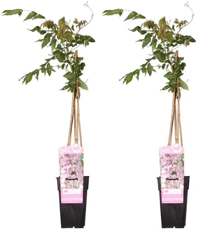 2x Blauwe Regen, Kleur roze, Klimplant, Wisteria floribunda 'Rosea' - ↨65cm - Ø15
