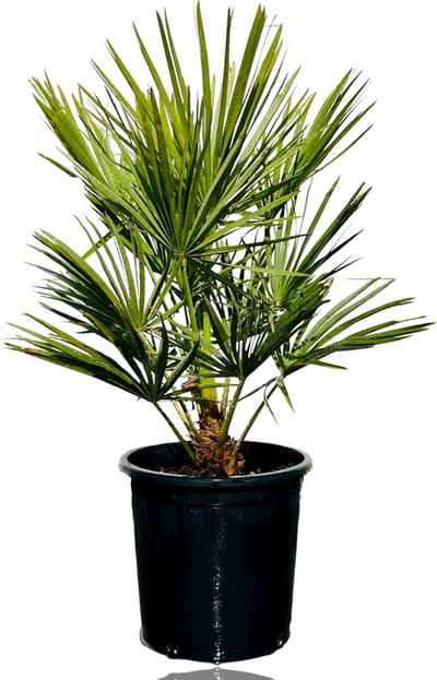 Palmboom - Chamaerops Humilis - Europese Dwergpalm - Groenblijvend - Winterhard - Hoogte  90-110cm