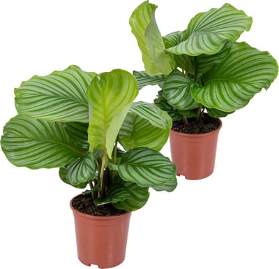 Bloomique - Set van 2 - Calathea Orbifolia - Pauwenplant - Kamerplanten - Luchtzuiverend - Diervriendelijk - Hoogte 40-50 cm - Pot 14 cm