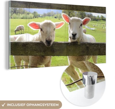 MuchoWow® Glasschilderij 40x20 cm - Schilderij acrylglas - Schapen - Dieren - Boerderij - Foto op glas - Schilderijen