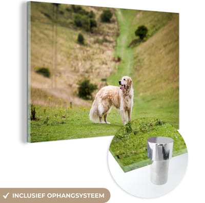 ® Glasschilderij 180x120 cm - Schilderij acrylglas - Prachtige afbeelding van een Golden Retriever - Foto op glas - Muurdecoratie woonkamer - Wanddecoratie slaapkamer - Schilderijen