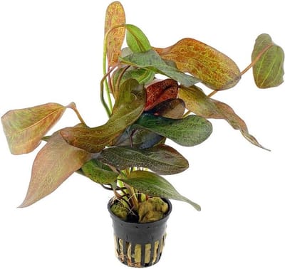 Moerings Echinodorus Ozelot Rood in 5 cm pot