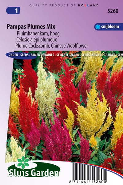 Sluis Garden - Pluimhanenkam Pampas Plume Mix (Celosia)