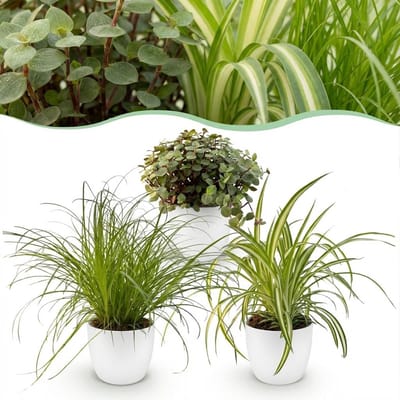 Plantenboetiek.nl | Cyperus - Calissia - Chlorophytum - Mix van 3 - Huisdiervriendelijke Planten - Groen - 3 Planten - met Potter Wit - Ø12cm - 20cm hoog - Kamerplant - Arrangement - Plant met pot