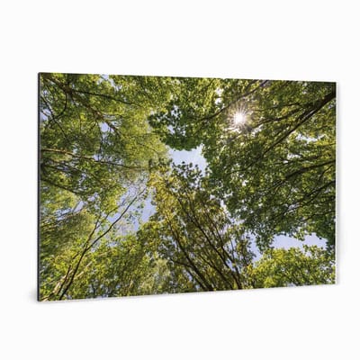 Fotoprint op aluminium - Zonlicht door bomen - 90x60 cm | Superhoge printkwaliteit afdruk | Extra stevig 4 mm Alupanel-Blauwbond | Voorzien van een matte afwerking | Inclusief UV-coating | Geschikt voor binnen én buiten