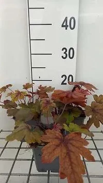6x Schuimklokje - Heucherella hybr. 'Sweet Tea' | 9x9 cm pot