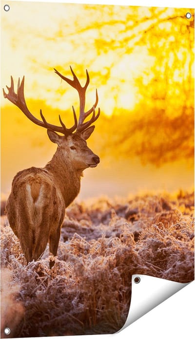 Gards Tuinposter Hert in Bos tijdens de Zonsopkomst - 60x90 cm - Tuindoek - Tuindecoratie - Wanddecoratie buiten - Tuinschilderij