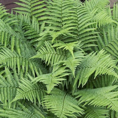 6 x Dryopteris Filix-Mas - Mannetjesvaren Pot 9x9 cm - Wintergroene Varen
