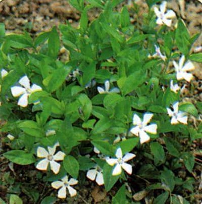 6 x Vinca Alba - Witte Maagdenpalm pot 9x9cm - Bodembedekkende bloem