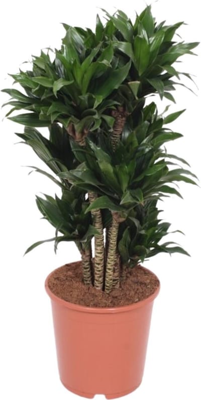 Plantenboetiek.nl | Dracaena Compacta - Ø24cm - 70-80cm hoog - Kamerplant - Groenblijvend