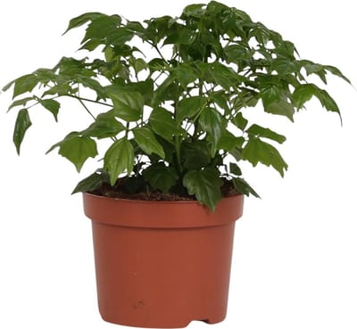 Plantenboetiek.nl | Rademachera Sinica - Ø12cm - 27cm hoog - Kamerplant - Groenblijvend