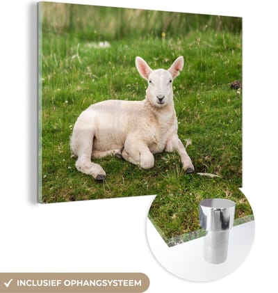 MuchoWow® Glasschilderij 40x30 cm - Schilderij acrylglas - Schaap - Dieren - Lam - Foto op glas - Schilderijen