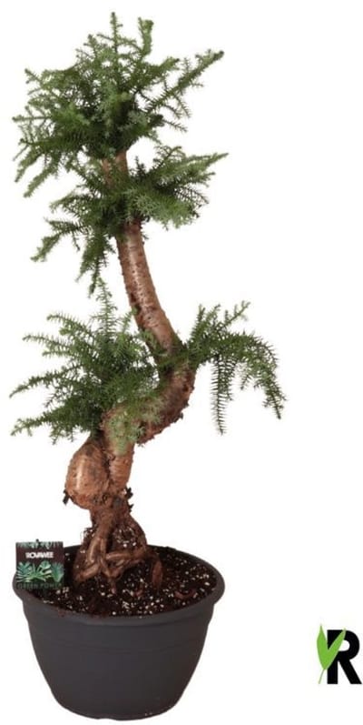 Araucaria Bidwillii Bonsai 100 cm - Kamerplant - Potmaat Ø30 cm