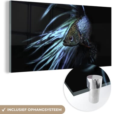 MuchoWow® Glasschilderij 40x20 cm - Schilderij acrylglas - Vis - Zeedieren - Blauw - Zwart - Foto op glas - Schilderijen