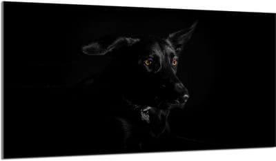 TMK ArtDeko - Serie Pies - Glazen Fornuisbeschermer - 90x52 cm - Veelkleurig