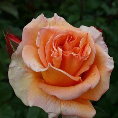 Rosa 'Doris Tijsterman' - Prachtige rozen voor in de tuin