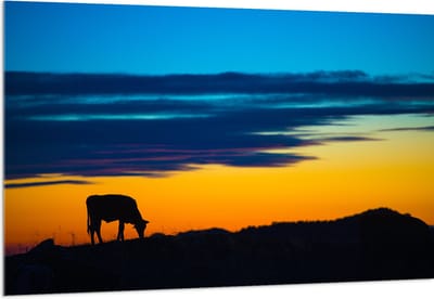Acrylglas - Silhouet van Grazende Koe in de Avondzon - 150x100 cm Foto op Acrylglas (Met Ophangsysteem)