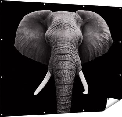 Gards Tuinposter Olifantenkop - Olifant - Zwart Wit - 150x120 cm - Tuindoek - Tuindecoratie - Wanddecoratie buiten - Tuinschilderij
