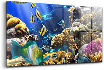 Wallfluent Glasschilderij - Foto van vissen op een koraalrif. Schilderij Glas - 100x50 cm - Veelkleurig Horizontale muurfoto - Dieren Glas Foto - Glas Schilderij - Foto Glas