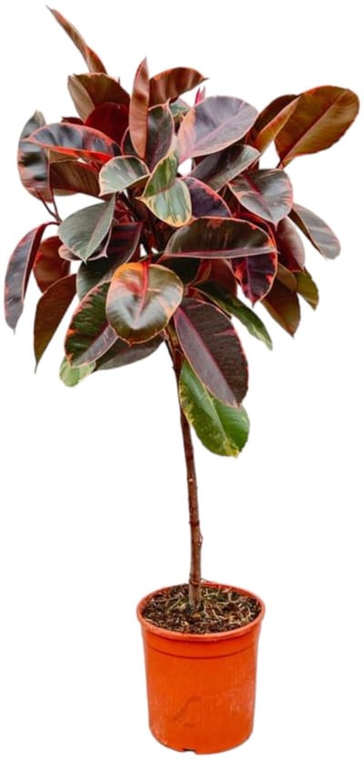 Ficus Elastica Belize op stam - 130 cm - ø24