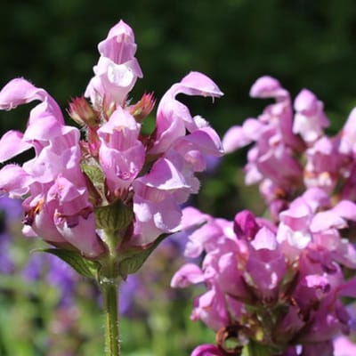 6x Prunella Grandiflora 'Pink Loveliness' - Brunel pot 9x9cm, langbloeiend en vlinderaantrekkend