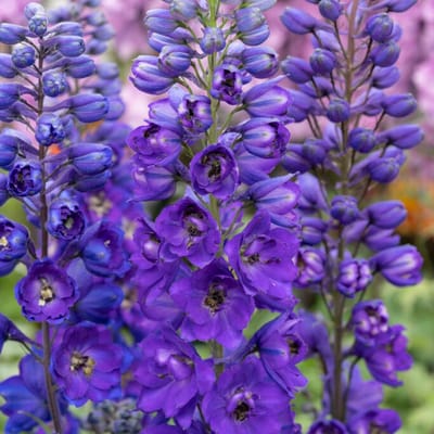 Ridderspoor 'Black Knight' (Delphinium Black Knight) - Ridderspoor - Delphinium (P) Black Knight - Vaste planten - Bijen-Vlinders