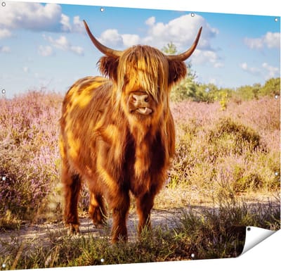 Gards Tuinposter Schotse Hooglander Koe in de Wei - 150x120 cm - Tuindoek - Tuindecoratie - Wanddecoratie buiten - Tuinschilderij