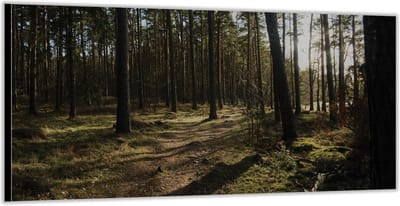 Dibond –Bospad– 200x100 Foto op Aluminium (Wanddecoratie van metaal)
