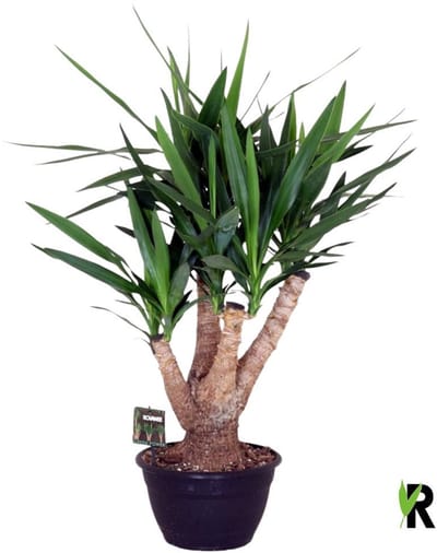 Yucca elephantipes vertakt 100 cm – Kamerplant – Vers Van De Kweker – Potmaat Ø26 cm