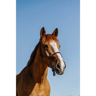 Ethologisch halster voor paard Norton Zary