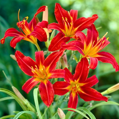 Daglelie 'Sammy Russel' (Hemerocallis hybr. Sammy Russel) - Hemerocallis Sammy Russell - Daglelie (Potplant) - Vaste planten