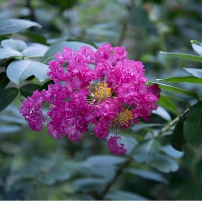 Lagerstroemia - Bloeirijke terrasplant: Opvallende plant met roze bloemen, ideaal voor warme locaties.