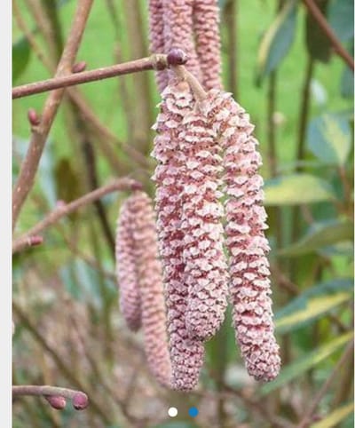 Corylus hybr. 'Rode Zellernoot' 60-80 cm in pot