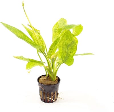 Moerings Echinodorus Cordofolius Marble in 5 cm pot