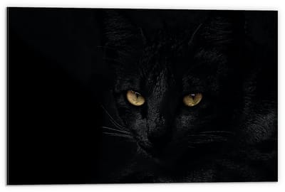 Dibond - Zwarte Kat met Felle Ogen - 60x40cm Foto op Aluminium (Met Ophangsysteem)